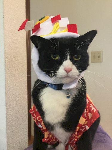 「性格の良い猫を見つけるにはどうしたらいい」の回答画像5