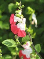 「花の名前を教えてください。」の回答画像3