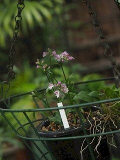 「植物名教えてください」の回答画像4
