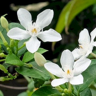 「花の名前を教えてください。」の回答画像2