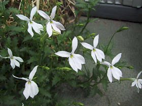 「この花の名前を教えてください。」の回答画像2