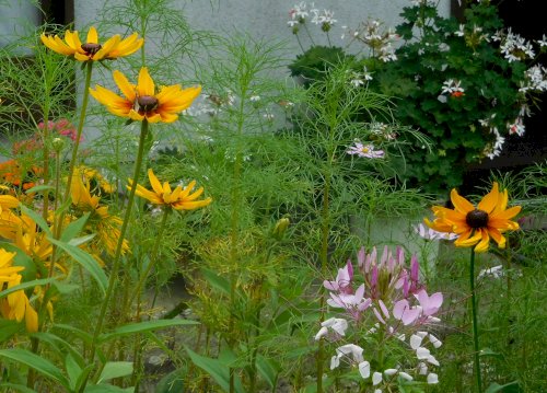 「植物名教えてください。」の質問画像