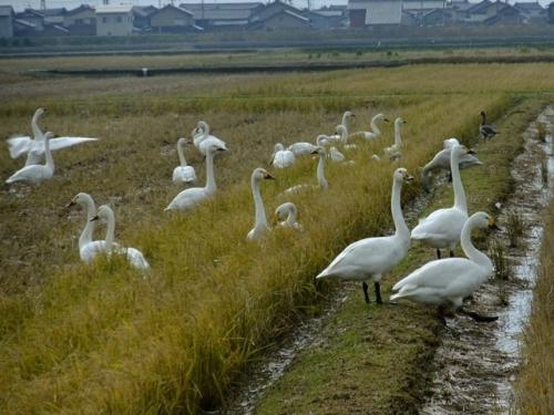 「野生動物に遭遇した事は有りますか?」の回答画像11