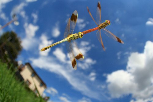 「趣味で写真を撮り始めたんですが、良い写真」の回答画像4