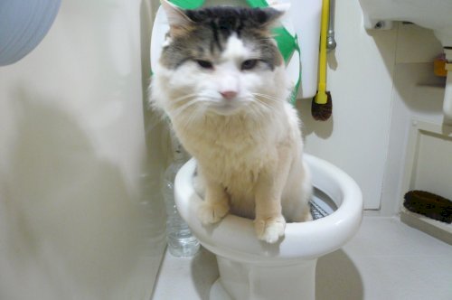 「お金について 明日からタバコをやめるため」の回答画像4