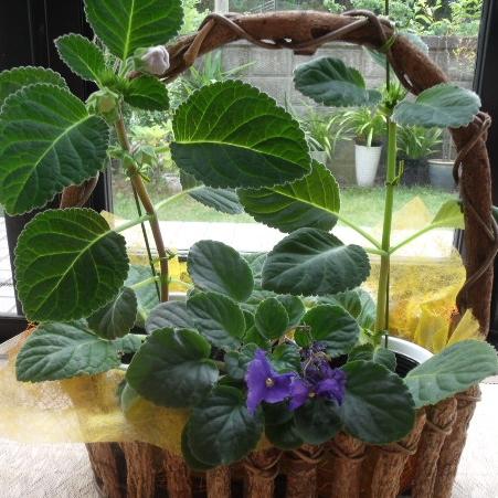「まるで伸びたセントポーリア…この花は何で」の質問画像