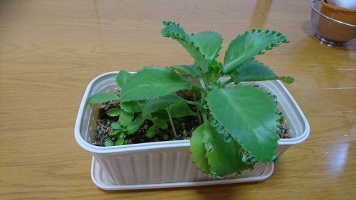 「この植物の名前がおわかりになる方はいらっ」の質問画像