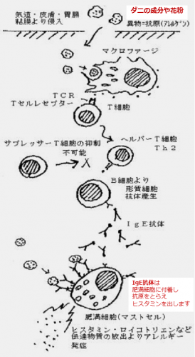 「免疫力アップする薬やサプリや飲み物を教え」の回答画像11