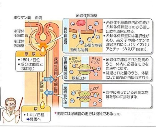 「頚椎症性神経根症 のようです。これに電気」の回答画像5