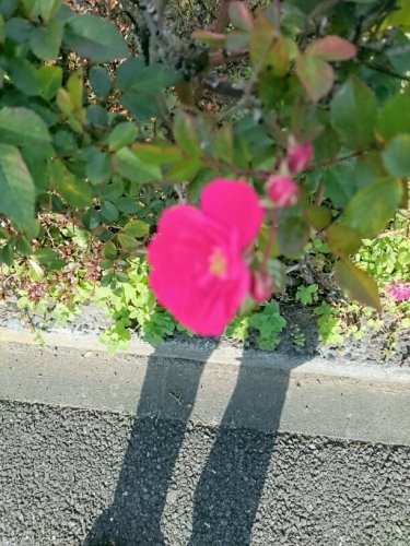 「皆さん、こんにちは(^-^*) 寒い日が」の回答画像111