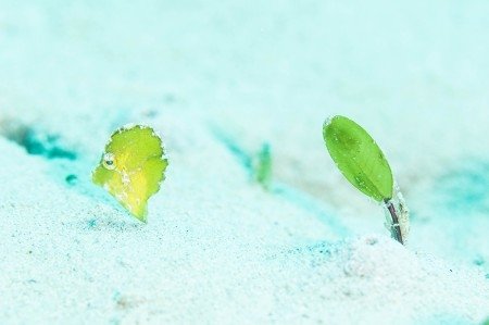 「あなたが気に入っている 『可愛いもの』は」の回答画像402