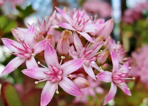 「花の名前を教えてください」の回答画像1