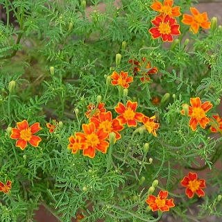「花の名前」の回答画像1