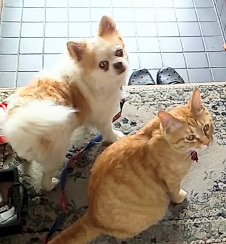 「猫を買ってる方に質問です。愛猫がソファー」の回答画像15