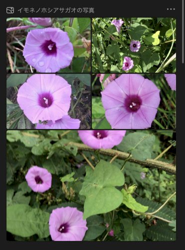 「花の名前を教えてください。」の回答画像3