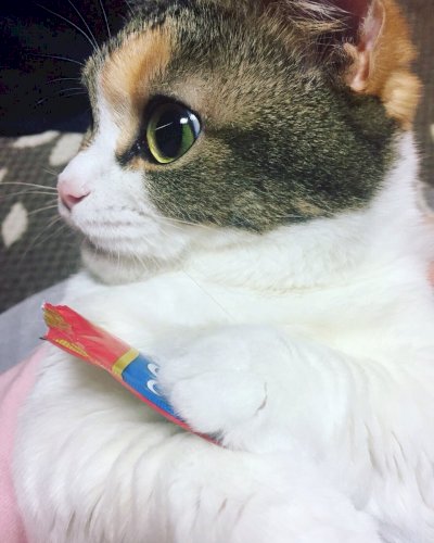 「ショータイジョー☪❁✡♪」の回答画像19