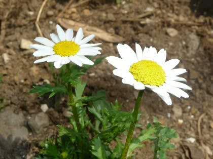 「キク科の植物に詳しい方」の質問画像