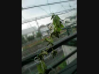「ゴーヤを植え替えたら死にそうに・・・」の質問画像