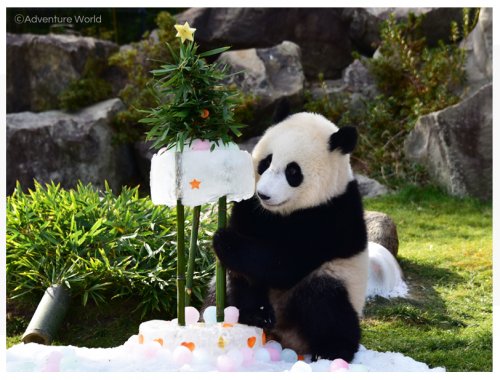 「パンダのシャンシャンにマスコミがあんなに」の回答画像7