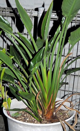 「ストレリチア レギナエの花後の管理につい」の回答画像3