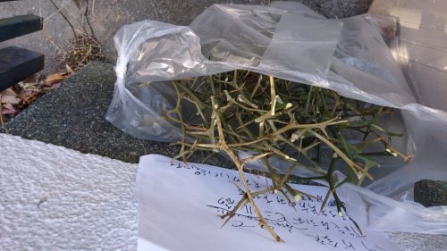 「画像の植物の名前など教えて下さい。 我が」の質問画像