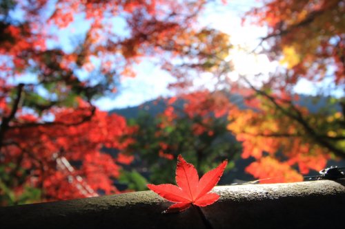 「写真をはじめたのですが想像以上に奥が深く」の回答画像4