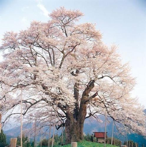 「この桜の木を見て、どう思いますか」の回答画像2