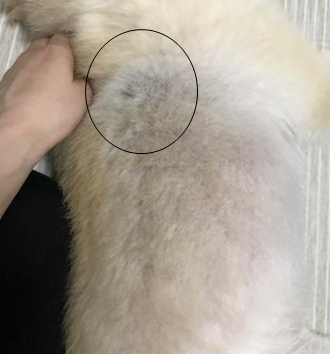 「先程、犬のALPについて 投稿した者です」の回答画像1