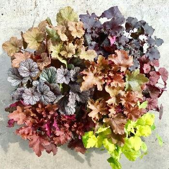 「この「葉っぱ」の植物の名前を教えて下さい」の回答画像2