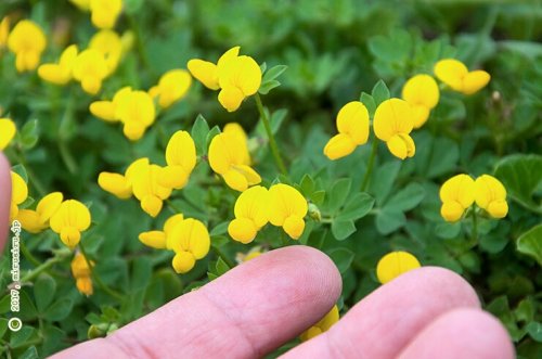 「黄色い花の名前を教えてください。 低い位」の回答画像4