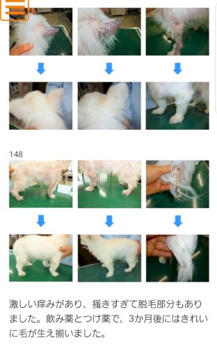 「ブルータンチワワの脱毛症についての質問で」の回答画像1
