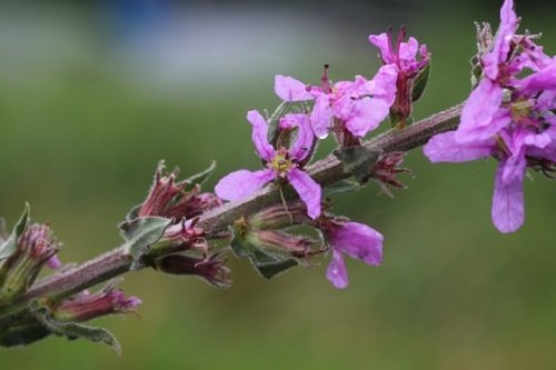「この花の名前を教えてください」の回答画像3