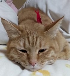 「性格の良い猫を見つけるにはどうしたらいい」の回答画像4