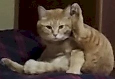 「川上麻衣子さんが猫を抱っこしてる写真を見」の回答画像2
