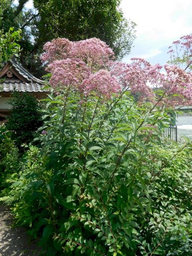 「写真(7月22日撮影)の花の名を教えてく」の質問画像