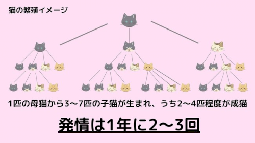 「長崎の尾曲がり猫(=^_^=)」の回答画像7
