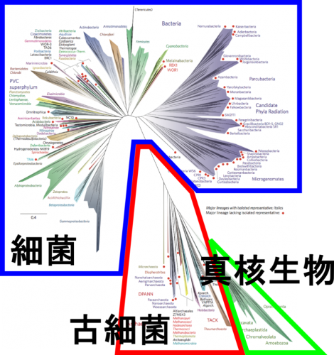 「微生物についての疑問」の回答画像3