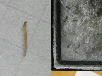 「金魚の水槽のろ過材に付着した異物について」の質問画像