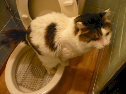 「猫って時々吐くそうですが、 その吐いたも」の回答画像4