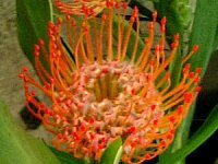 「花の名前を教えて下さい。」の回答画像2