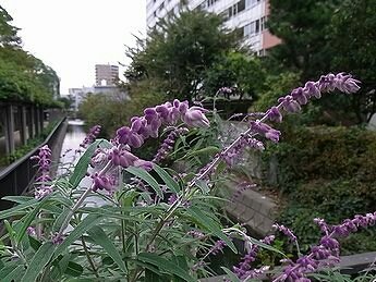 「すみません。綺麗な花を咲かせていましたの」の回答画像3