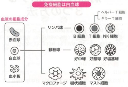 「胃カメラについて 手術不可能だった父の抗」の回答画像7