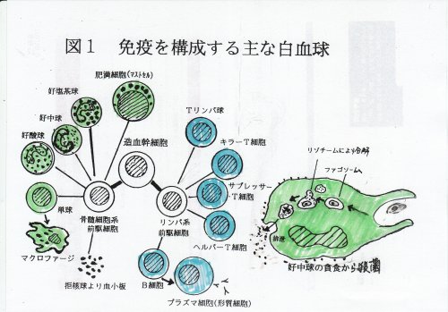 「酸化ストレスによる細胞損傷の修復はされま」の回答画像8