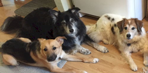 「犬は犬小屋と室内どっちが良いのですか?」の回答画像7