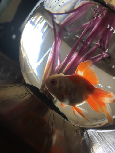 「①金魚すくいの金魚の種類 金魚すくいで頂」の質問画像