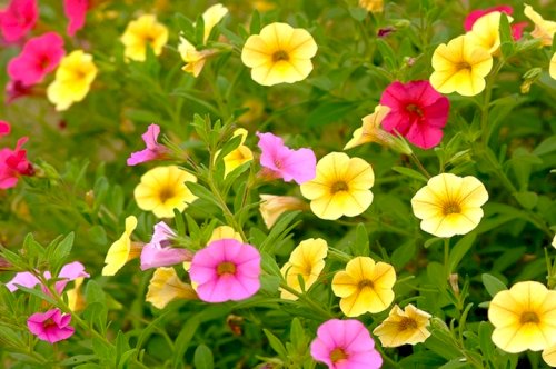 「花の名前を教えてください」の回答画像2
