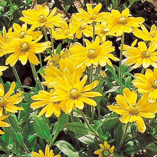 「この時期よく見る黄色の花の名前を教えてい」の回答画像3