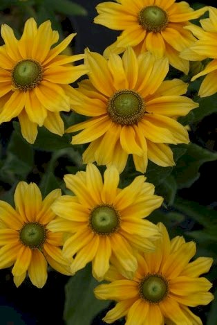「この花の名前を教えて下さい。」の回答画像3