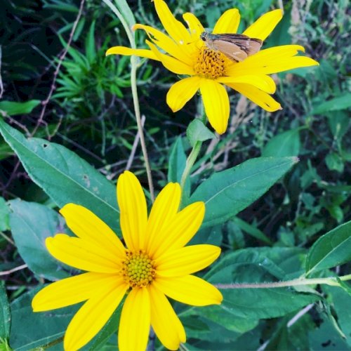 「花の名前を教えてください。」の回答画像3