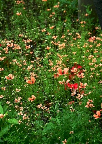 「この花の名前を教えてください」の回答画像2